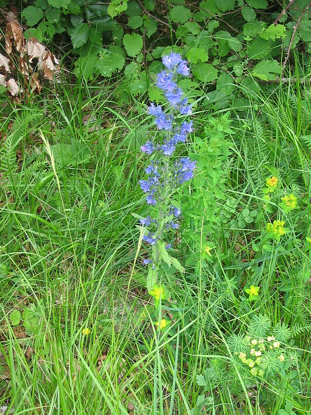 Echium vulgare con Gonepteryx rhamni?